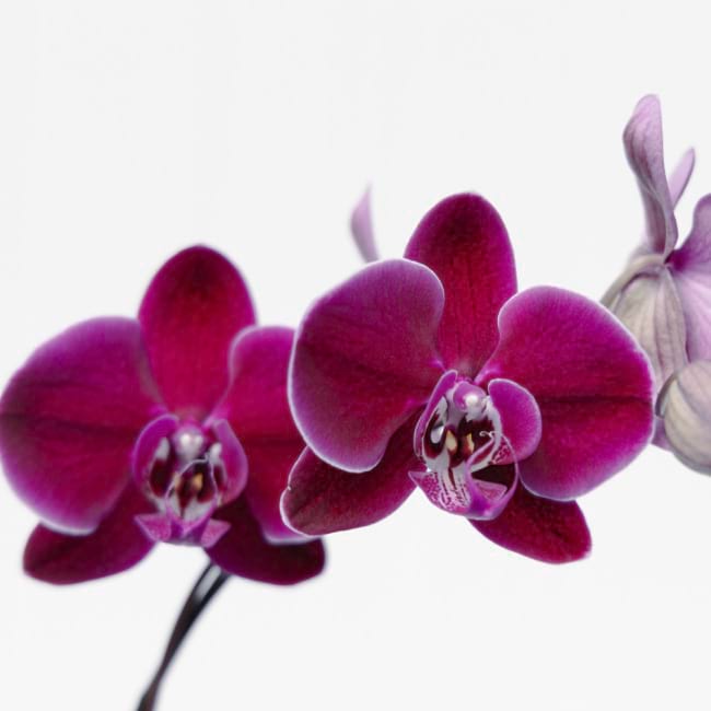 Purple orchid