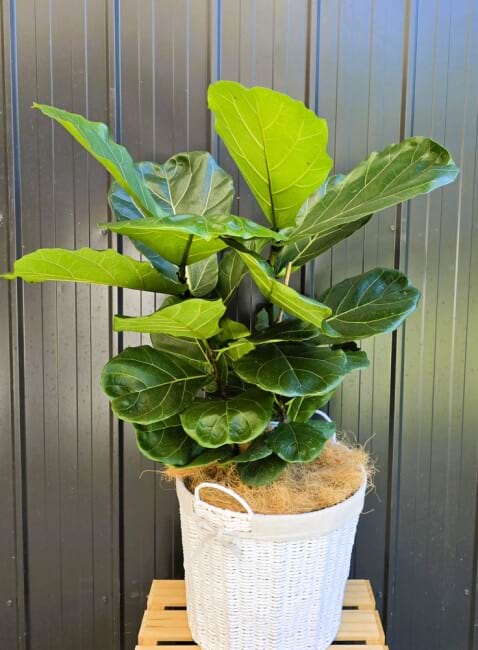 Fiddle Fig Plant 