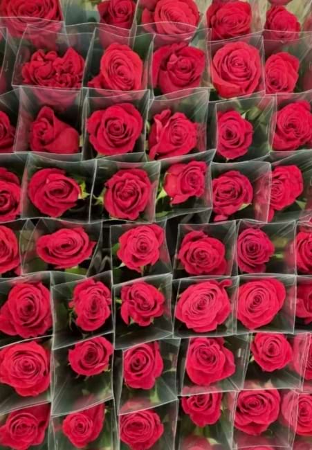 Roses Sunshine Coast | Coastal Flora | Sunshine Coast Flower Delivery | Sunshine Coast Florist