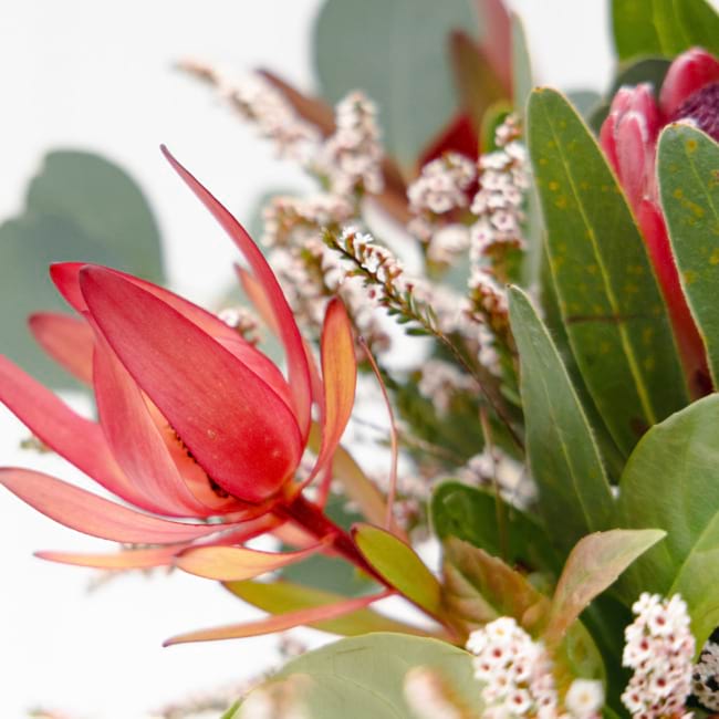 Gretta native flowers