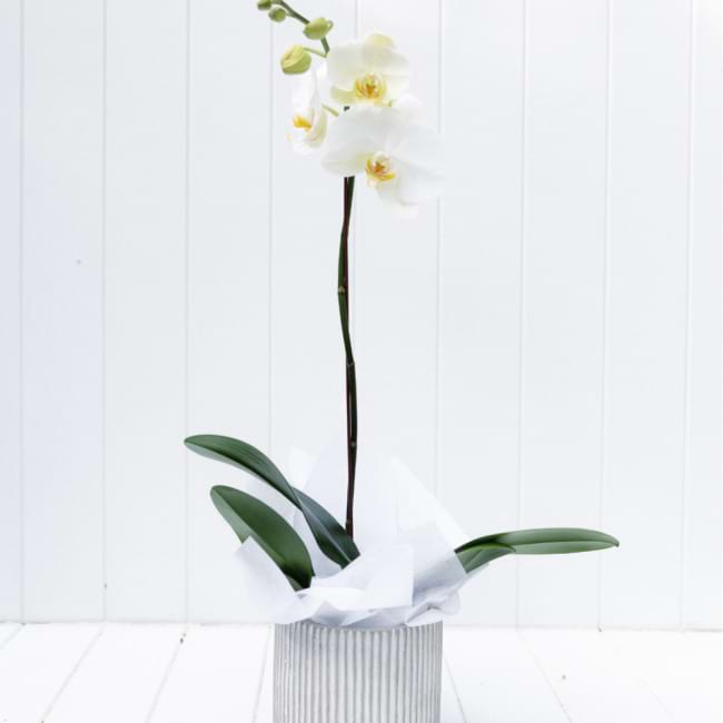 White orchid