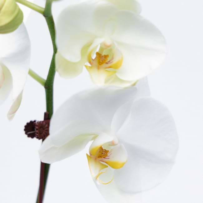 white orchid close up