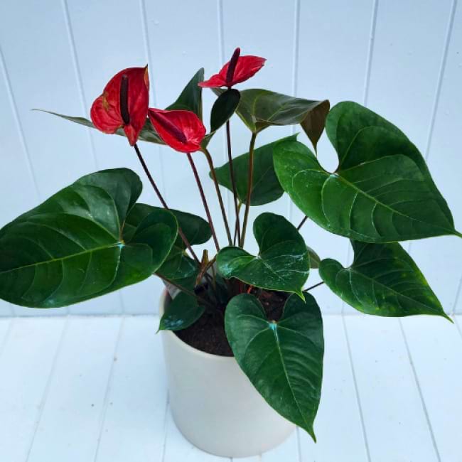 Red Anthurium