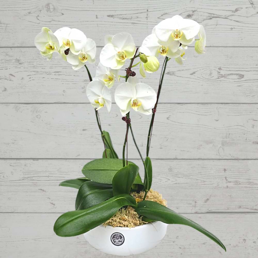 Phalaenopsis Orchid | in ceramic pot
