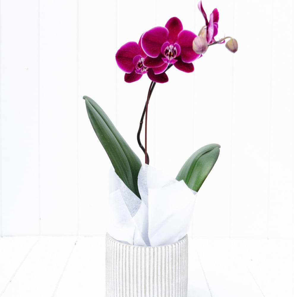 Phalaenopsis Orchid in ceramic pot | Sunshine Coast Florist