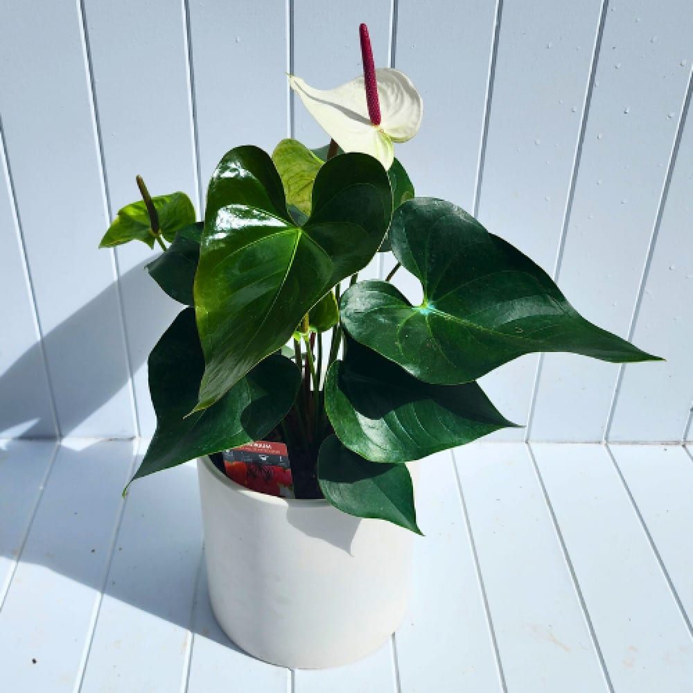 Anthurium Plant | Sunshine Coast Plant Delivery | Caloundra Florist | Coastal Flora