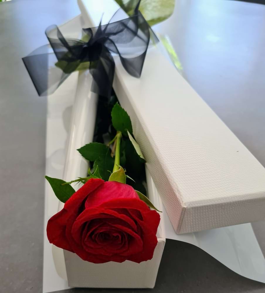 Single Red Rose | Sunshine Coast Flower Delivery| Red Roses Sunshine Coast