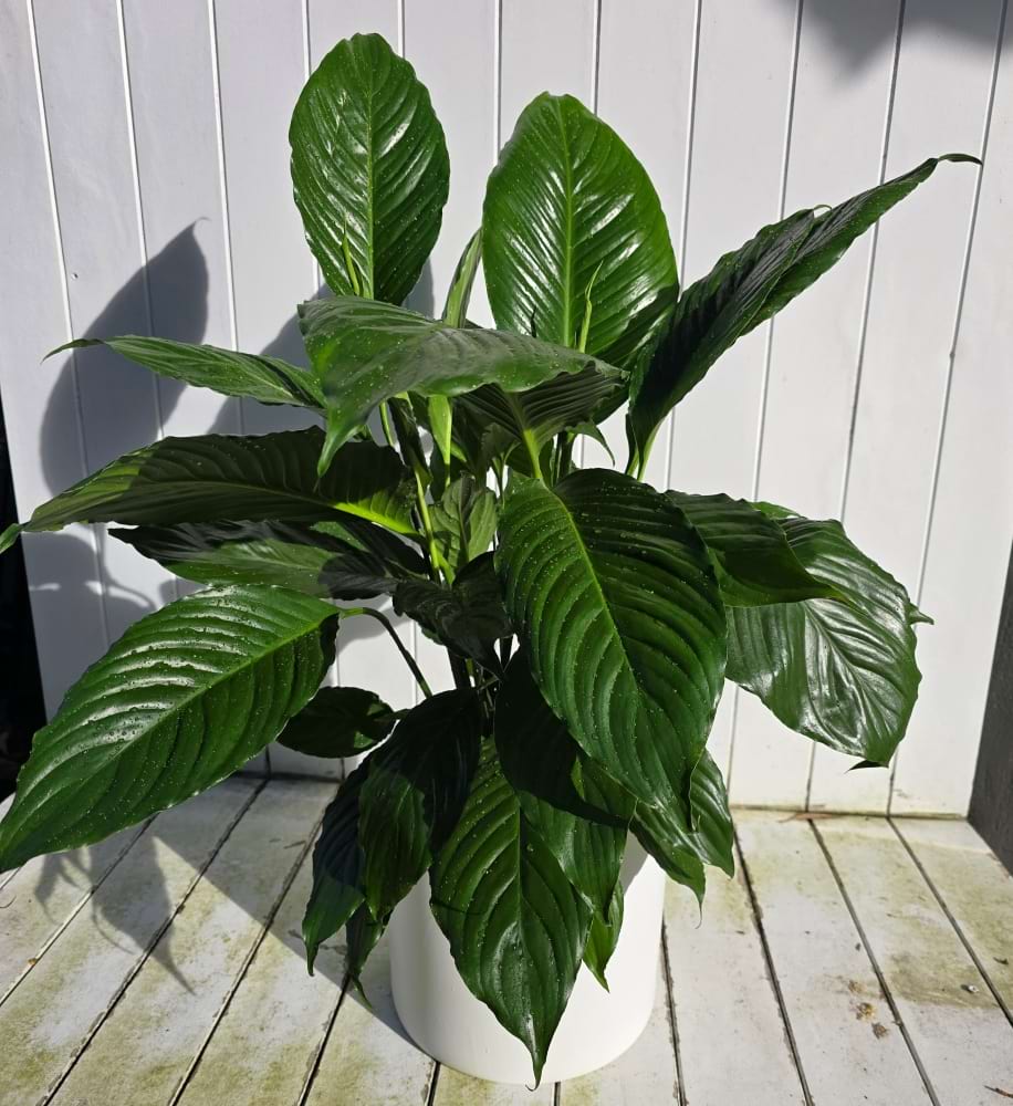 Peace Lilly in Basket | Coastal Flora | Caloundra Florist