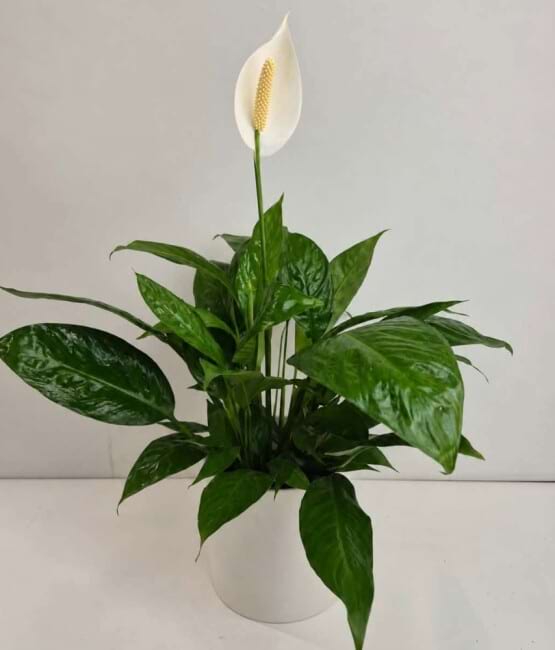 Peace lily planted in ceramic Pot