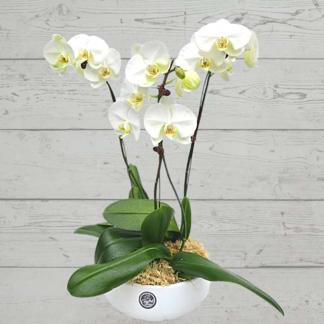 Phalaenopsis Orchid in Ceramic Pot | Coastal Flora