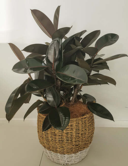 Indoor Rubber Plant (Ficus Elastica Burgundy) 300mm