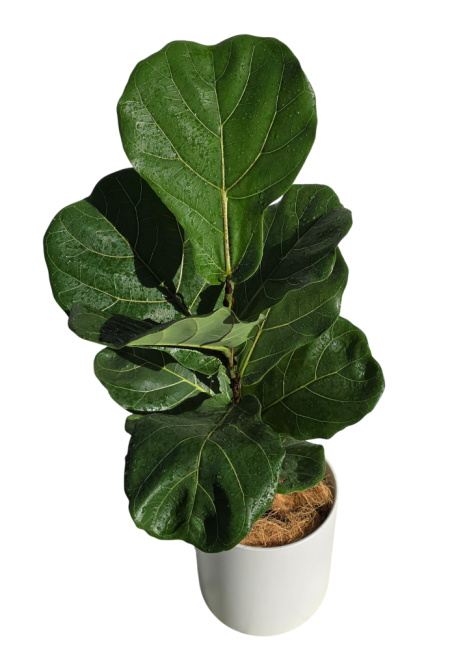 Fiddle Fig Indoor Plant (Ficus Lyrata) | Coastal Flora