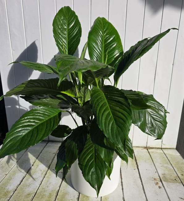 Peace Lily in Basket | Coastal Flora